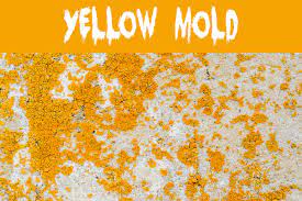 what color is mold mold help for you