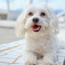 Including the world's littlest dogs, small dog breeds weigh less than 22 pounds and stand no taller than 16 at the shoulder. 15 Small White Dog Breeds Little White Dog Breeds