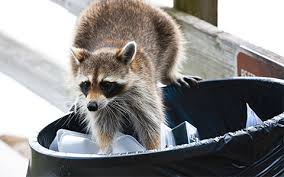 So, dont be late check the remedies and solve you problems. Raccoon Removal Minnesota Wild Animal Management