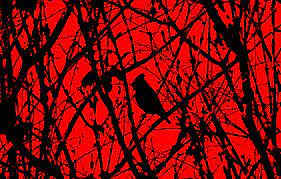 Wallpaper forest, horror, red and black ...