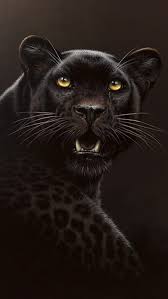 black cheetah for mobile hd phone