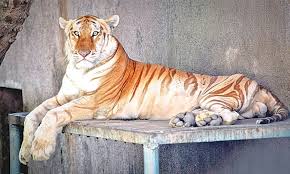 The first golden tabby ever born was in florida of 1983 by 2 bengal tigers (both of whom carried the recessive genes for both the golden tiger since the golden tabby is held captive you can most likely assume that they live in a population(all of the individuals of a species that live in the same area. 15 Captive Animals Without Mates Due To Kmc Apathy Pakistan Dawn Com