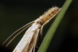 what are sod webworms and how do i get