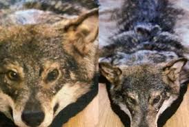vile illegal wolf skin rug seized in