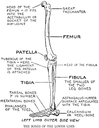 The thigh bone, or femur, is the large upper leg bone that connects the lower leg bones (knee joint) to the pelvic bone (hip joint). Lower Leg Bones Anatomy Anatomy Drawing Diagram