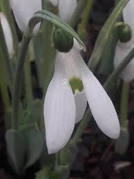 Galanthus nivalis L., Common snowdrop (World flora) - Pl@ntNet ...