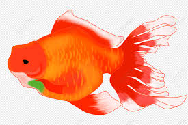 fish marine life red fish png image