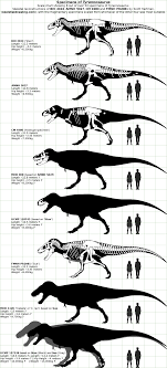 Dinosaur Size Charts