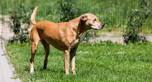 Staffies (staffordshire bull terriers) originate from britain in staffordshire. Lab Terrier Mix What To Expect From This Diverse Cross