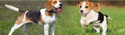 beagle dog breed rolling rotts kennel