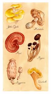 Mushroom Chart On Behance