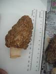 thick-footed morel