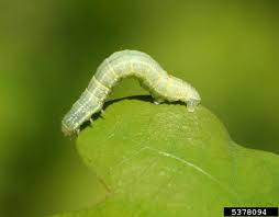 The Leaf Eating Tree Damaging Little Green Caterpillar