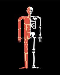 Bone is the type of connective tissue that forms the body's supporting framework, the skeleton. Skeletal Muscle System Skeleton And Muscular Anatomy Bones And Muscles System Human Body Stock Vector Illustration Of Bone Anatomy 135085104