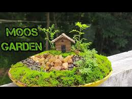 How To Make Moss Garden