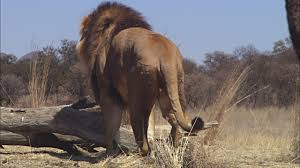 Image result for rear view male lion