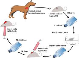 canine hemangiosarcoma hsa xenograft