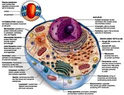 They can be found in all eukaryote cells, and have a salient metabolic role. Cell Biology Accessscience From Mcgraw Hill Education