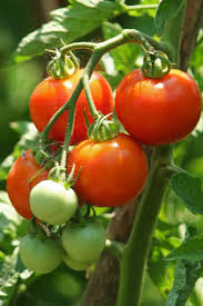 how to best fertilize tomato plants for