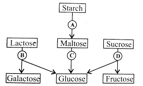 The Given Flowchart Shows The Fate Of Carbohydrates During