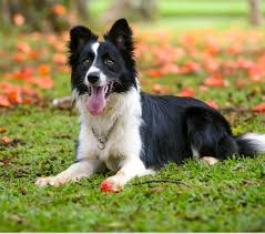 border collie puppies and dogs in