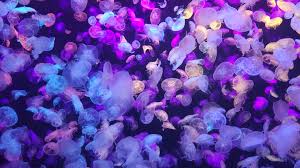 jellyfish 4k wallpapers wallpaper cave