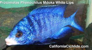 placidochromis phenochilus mdoka white