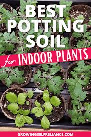 Best Potting Soil For Container