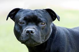 Staffordshire bull terriers also go by stafford and staffy. Staffordshire Bull Terrier Breeds A To Z The Kennel Club