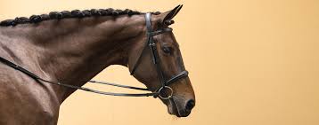 bridle sizes how to mere for a