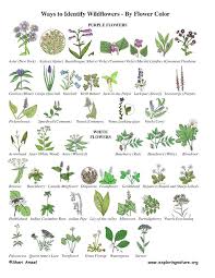 49 Curious Vine Leaf Identification Chart