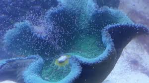 carpet anemone sing in my tank