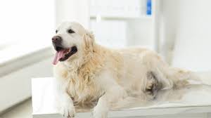 lipomas in dogs are fatty tumors