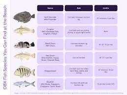 a guide to obx fish species outer