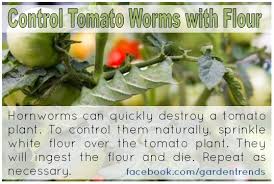 Control Tomato Worms Naturally With
