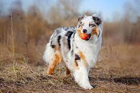 An alaskan shepherd puppy is very easy to train with positive reinforcement and the best part about them is that they can be prepared for carrying out different activities. Australian Shepherd Dog Breed Information