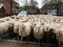 kudde schapen Archieven - Avulo