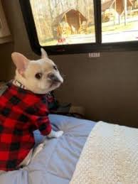 Small hobby breeder of french bulldogs. Hobbes Cross Country Rv Adventure Tales From A French Bulldog S All American Road Trip Pet Food Institute