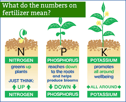 what is npk fertilizer and how to use it