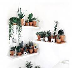 how to decorate a corner space plants