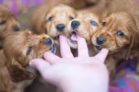Anyone who shares their home with a 10 or 12 week old puppy will tell you that labradors bite! Aggressive Biting Puppy Lovetoknow