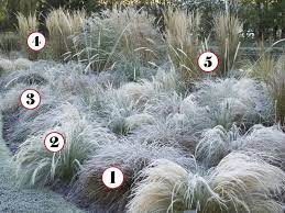 5 Grasses For A Striking Winter Border