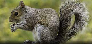 Pest Advice For Controlling Grey Squirrels