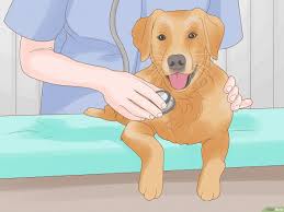 how to stop a dog from licking its paws