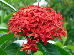 Bunga morning glory merupakan tanaman hias bunga populer yang masih berkerabat dekat dengan tanaman kangkung. The Gardener 7 Easy Flowers To Plant On Your Porch Expatgo