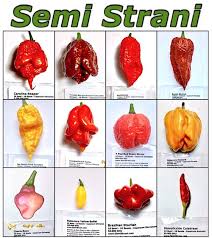 120 Pure Seeds In 12 Varieties Of The Best And Hottest Worlds Chili Peppers Super Hot Collection