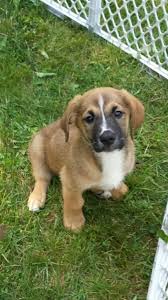 New and used items, cars, real estate, jobs, services, vacation rentals and more virtually anywhere in ontario. Golden Retriever Saint Bernard Mix Puppies Ready To Adopt Boys And 1 Girl Left 9 Weeks Old In Richmond Michigan Hoobly Puppies Saint Bernard St Bernard Mix