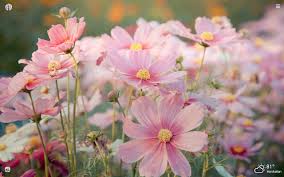 3,000+ hd flower wallpapers to download related images: Cosmos Flowers Hd Wallpapers New Tab Theme