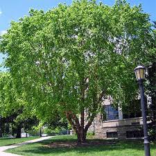 fast growing shade trees for your yard