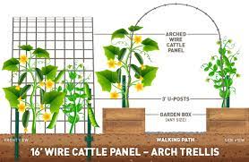vertical garden using cattle panels